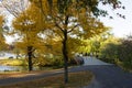 Beautiful trees with yellow leaves