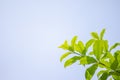 Beautiful treetops or young leaf with blue sky background.