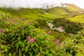 Beautiful Trek in Uttarakhand called Valley of Flowers in Himalayas