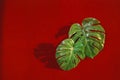 beautiful trendy tropical green leaves with shadows on red background,nature and environment concept Royalty Free Stock Photo