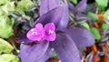 Beautiful triangular flowers, pink, dark purple leaves