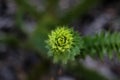 Beautiful triangular-shaped leaves of the monkey puzzle tree Araucaria araucana