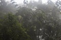 Beautiful triangular spiderweb in middle of jungle foliage with dense fog at background