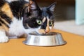 A beautiful tricolor cat eats at home from a gray metal bowl and looks into the frame. An adult domestic tricolor cat sits by a bo