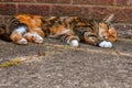 Beautiful tricolor cat lies on a background of a brick wall