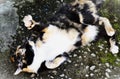 A cute tricolor cat on the floor Royalty Free Stock Photo