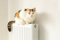 Beautiful tricolor cat sitting on the radiator, concept of domestic kitten or high home heating costs and increase in energy price Royalty Free Stock Photo