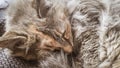 A beautiful tricolor cat sleeping on an office chair. Kitten asleep on a blanket. Royalty Free Stock Photo