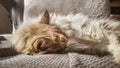 A beautiful tricolor cat sleeping on an office chair. Kitten asleep on a blanket. Royalty Free Stock Photo