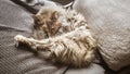 A beautiful tricolor cat sleeping on an office chair. Kitten asleep on a blanket. Royalty Free Stock Photo