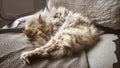 A beautiful tricolor cat sleeping on an office chair. Kitten asleep on a blanket. Royalty Free Stock Photo