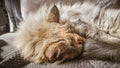 A beautiful tricolor cat sleeping on an office chair. Kitten asleep on a blanket. Royalty Free Stock Photo