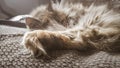 A beautiful tricolor cat sleeping on an office chair. Kitten asleep on a blanket. Royalty Free Stock Photo