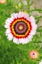 The tricolor daisy in blossom Royalty Free Stock Photo