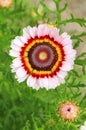 The tricolor daisy in blossom