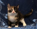 Beautiful tricolor fluffy kitten