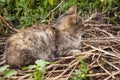 Beautiful tricolor ÃÂat with green eyes is sweetly laying on the dry grass and looking forward. Pet on the yard