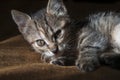 Beautiful tricolor kitten with blue eyes is sweetly laying on the gold bedcover and looking forward. Pet in the home