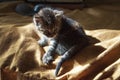 Beautiful tricolor kitten with blue eyes is sweetly laying on the gold bedcover and looking forward. Pet in the home