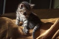 Beautiful tricolor kitten with blue eyes is sweetly laying on the gold bedcover and looking forward. Pet in the home