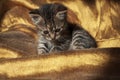 Beautiful tricolor kitten with blue eyes is sweetly laying on the gold bedcover and looking forward. Pet in the home