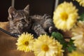 Beautiful tricolor kitten with blue eyes is sweetly laying on the gold bedcover and looking forward. Yellow flowers of chrysanthem