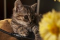 Beautiful tricolor kitten with blue eyes is sweetly laying on the gold bedcover and looking forward. Yellow flowers of chrysanthem