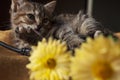 Beautiful tricolor kitten with blue eyes is sweetly laying on the gold bedcover and looking forward. Yellow flowers of chrysanthem