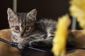 Beautiful tricolor kitten with blue eyes is sweetly laying on the gold bedcover and looking forward. Yellow flowers of chrysanthem