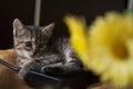 Beautiful tricolor kitten with blue eyes is sweetly laying on the gold bedcover and looking forward. Yellow flowers of chrysanthem