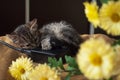 Beautiful tricolor kitten with blue eyes is sweetly laying on the gold bedcover and looking forward. Yellow flowers of chrysanthem