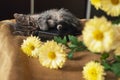 Beautiful tricolor kitten with blue eyes is sweetly laying on the gold bedcover and looking forward. Yellow flowers of chrysanthem