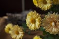 Beautiful tricolor kitten with blue eyes is sweetly laying on the gold bedcover and looking forward. Yellow flowers of chrysanthem