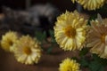 Beautiful tricolor kitten with blue eyes is sweetly laying on the gold bedcover and looking forward. Yellow flowers of chrysanthem