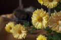 Beautiful tricolor kitten with blue eyes is sweetly laying on the gold bedcover and looking forward. Yellow flowers of chrysanthem