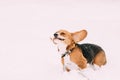 Beautiful Tricolor Puppy Of English Beagle Playing Fast Running