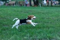Beautiful Tricolor Puppy Of English Beagle runing On Green Grass. Beagle Is A Breed Of Small Hound, Similar In Appearance To The M