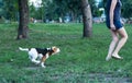 Beautiful Tricolor Puppy Of English Beagle runing On Green Grass. Beagle Is A Breed Of Small Hound, Similar In Appearance To The M