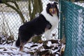 Beautiful Tricolor Rough Collie Named Trixie