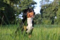 a beautiful tricolored appenzeller dog is sitting in tall grass in the garden