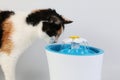 Beautiful tricolored cat drinks fresh water from an electric drinking fountain