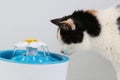 Beautiful tricolored cat drinks fresh water from an electric drinking fountain