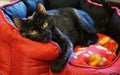 a beautiful tricolored cat is lying in the red bed