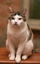 Beautiful tricolored cat portrait