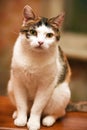 Beautiful tricolored cat portrait