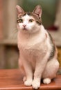 Beautiful tricolored cat portrait