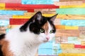 Beautiful tricolored cat portrait indoor