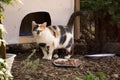 a beautiful tricolored cat is standing at the food place in front of the cat house in the shelter