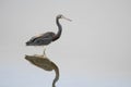 Beautiful Tricolored Heron Egretta tricolor on a pond