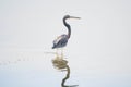 Beautiful Tricolored Heron Egretta tricolor on a pond